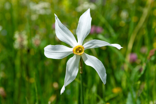 Narcisse en gros plan

