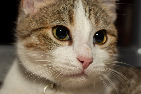 Regard de chaton en gros plan