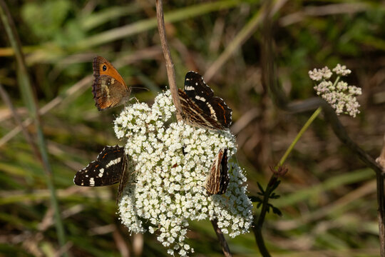 Carte g&eacute;ographique (Araschnia levana)
Araschnia levana in its natural element
