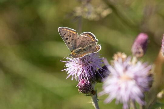 Cuivr&eacute; fuligineux --- Argus myope (Lycaena tityrus)
Lycaena tityrus in its natural element
