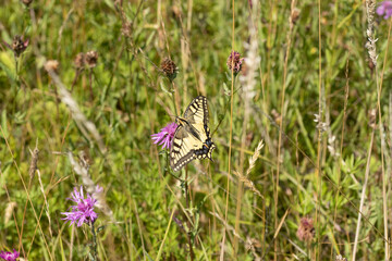 Machaon (Papilio machaon) Papilio machaon on an unidentified flower or plant  © Eric