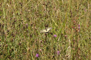 Machaon (Papilio machaon) Papilio machaon on an unidentified flower or plant  © Eric