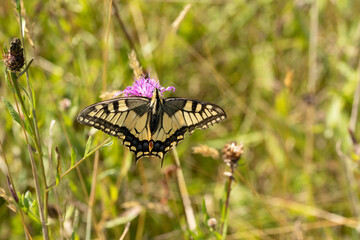 Machaon (Papilio machaon) Papilio machaon on an unidentified flower or plant  © Eric