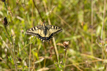 Machaon (Papilio machaon) Papilio machaon on an unidentified flower or plant  © Eric