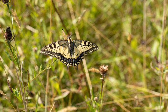 Machaon (Papilio machaon)
Papilio machaon on an unidentified flower or plant
