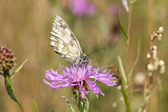 Demi-deuil (Melanargia galathea)
Melanargia galathea on an unidentified flower or plant
