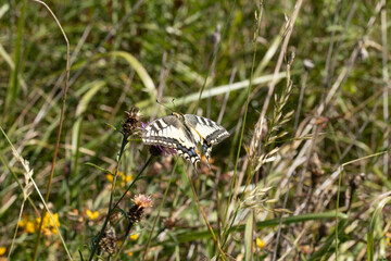 Machaon (Papilio machaon) Papilio machaon on an unidentified flower or plant  © Eric