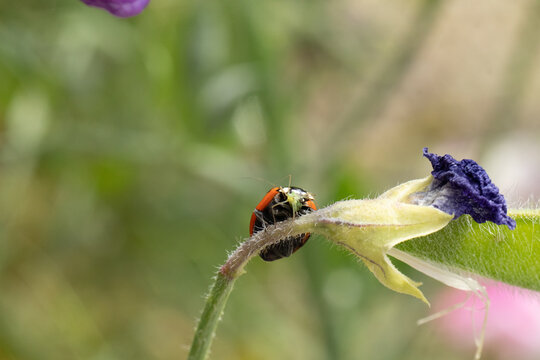 Coccinelle &agrave; Sept Points (Coccinella septempunctata)
Coccinella septempunctata on an unidentified flower or plant

