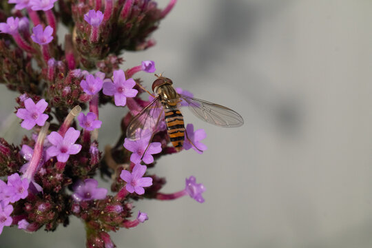 Syrphe &agrave; ceintures (Episyrphus balteatus)
Episyrphus balteatus on an unidentified flower or plant
