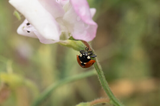 Coccinelle &agrave; Sept Points (Coccinella septempunctata)
Coccinella septempunctata on an unidentified flower or plant
