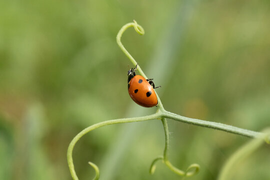 Coccinelle &agrave; Sept Points (Coccinella septempunctata)
Coccinella septempunctata on an unidentified flower or plant
