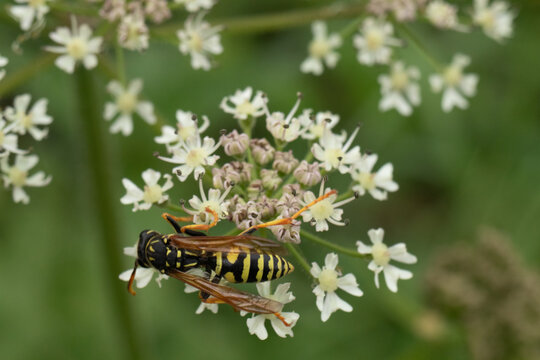 Poliste gaulois (Polistes dominula)
Polistes dominula in its natural element
