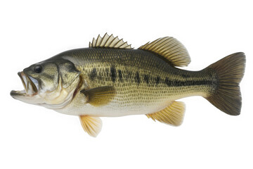 Naklejka premium Largemouth Bass Fish Isolated on White Background - Realistic Studio Shot Transparent Background