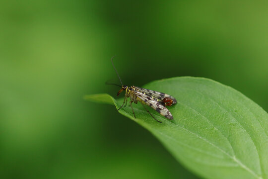 Mouche scorpion (Panorpa germanica)
Panorpa germanica in its natural element
