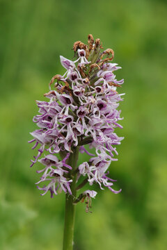 Orchis singe (Orchis simia)
Orchis simia in flower
