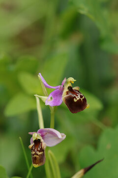 Ophrys bourdon (Ophrys fuciflora)
Ophrys fuciflora in flower