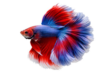 Fototapeta premium Colorful Betta Fish Isolated on White Background – Siamese Fighting Fish with Flowing Fins