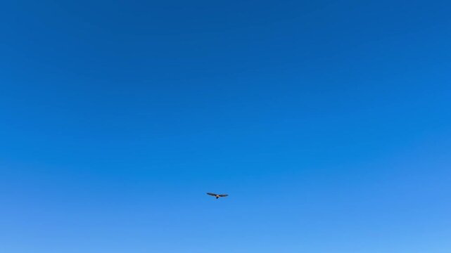 Faucon cr&eacute;cerelle en vol stationnaire