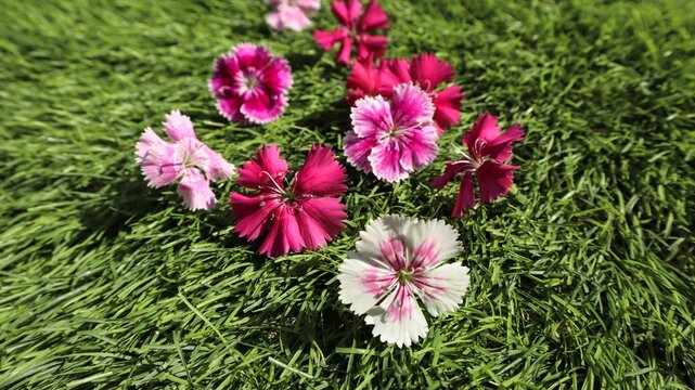 Vibrant and fresh assorted colorful Dianthus flowers on green grass background. White, pink bicolor dianthus flowers