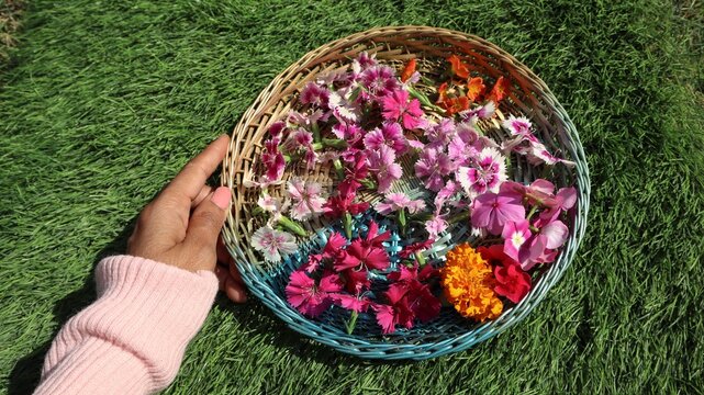 Vibrant and fresh assorted colorful Dianthus flowers on green grass background. White, pink bicolor dianthus flowers