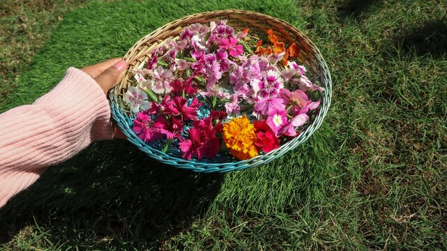 Fresh Dianthis and mix flowers. Freshly plucked mixed flowers in multicolor