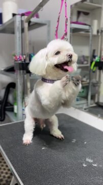 A Maltese dog with white fur dances on the table at a grooming salon after a haircut and bath.
