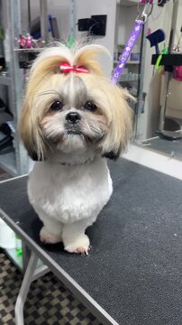 Shih Tzu after a haircut at a grooming salon