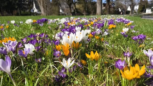 Bunte Krokusse in Wei&szlig;, Violett und Gelb bl&uuml;hen auf einer gr&uuml;nen Wiese im Park von Brilon.. Eine Biene best&auml;ubt eine wei&szlig;e Bl&uuml;te in diesem sonnigen Zeitlupenfilm mit geringer Sch&auml;rfentiefe