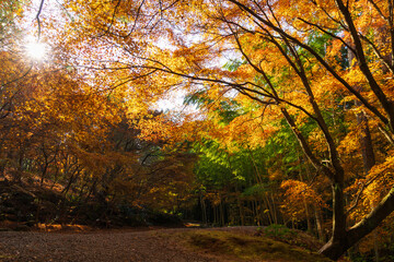 Fototapeta premium 日本の風景・秋 長崎 紅葉の三十路苑