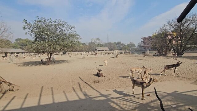 Blackbuck Antelopes (Antilope cervicapra) Feeding in Wildlife Park Enclosure, Male Blackbuck with Spiral Horns, Indian Antelope, Conservation