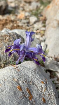 Vibrant purple wild flower blooming in early spring season