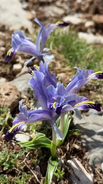 Detail of delicate petals of a wild purple Iris in nature