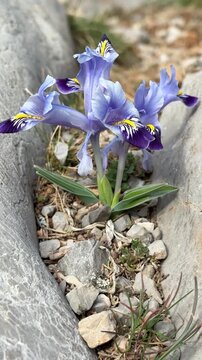 Close-up of wild purple Iris flower blooming in spring nature