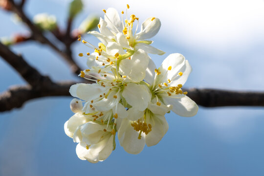 Fleur blanche de Prunus en gros plan, avec &eacute;tamines jaunes et d&eacute;tails macros, en pleine floraison printani&egrave;re sur branche d&rsquo;arbre fruitier, fond flou naturel, lumi&egrave;re douce, profondeur de champ r&eacute;duit