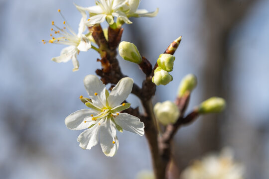 Fleur blanche de Prunus en gros plan, avec &eacute;tamines jaunes et d&eacute;tails macros, en pleine floraison printani&egrave;re sur branche d&rsquo;arbre fruitier, fond flou naturel, lumi&egrave;re douce, profondeur de champ r&eacute;duit