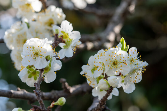 Fleur blanche de Prunus en gros plan, avec &eacute;tamines jaunes et d&eacute;tails macros, en pleine floraison printani&egrave;re sur branche d&rsquo;arbre fruitier, fond flou naturel, lumi&egrave;re douce, profondeur de champ r&eacute;duit
