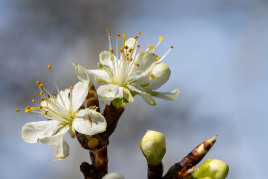Fleur blanche de Prunus en gros plan, avec &eacute;tamines jaunes et d&eacute;tails macros, en pleine floraison printani&egrave;re sur branche d&rsquo;arbre fruitier, fond flou naturel, lumi&egrave;re douce, profondeur de champ r&eacute;duit