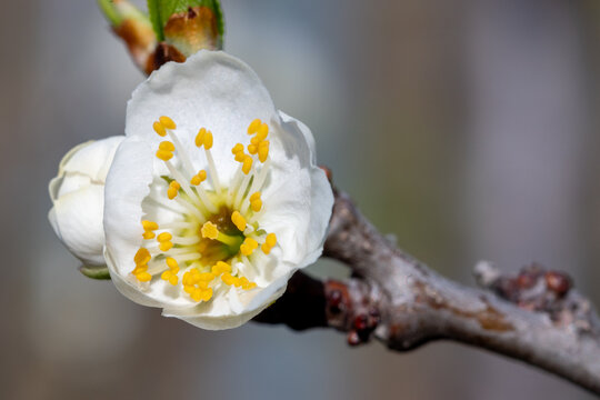 Fleur blanche de Prunus en gros plan, avec &eacute;tamines jaunes et d&eacute;tails macros, en pleine floraison printani&egrave;re sur branche d&rsquo;arbre fruitier, fond flou naturel, lumi&egrave;re douce, profondeur de champ r&eacute;duit