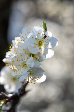 Fleur blanche de Prunus en gros plan, avec &eacute;tamines jaunes et d&eacute;tails macros, en pleine floraison printani&egrave;re sur branche d&rsquo;arbre fruitier, fond flou naturel, lumi&egrave;re douce, profondeur de champ r&eacute;duit