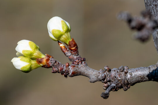Fleur blanche de Prunus en gros plan, avec &eacute;tamines jaunes et d&eacute;tails macros, en pleine floraison printani&egrave;re sur branche d&rsquo;arbre fruitier, fond flou naturel, lumi&egrave;re douce, profondeur de champ r&eacute;duit