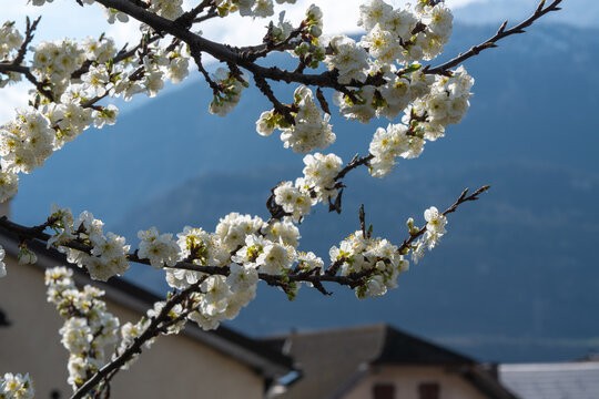 Fleur blanche de Prunus en gros plan, avec &eacute;tamines jaunes et d&eacute;tails macros, en pleine floraison printani&egrave;re sur branche d&rsquo;arbre fruitier, fond flou naturel, lumi&egrave;re douce, profondeur de champ r&eacute;duit