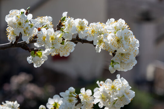 Fleur blanche de Prunus en gros plan, avec &eacute;tamines jaunes et d&eacute;tails macros, en pleine floraison printani&egrave;re sur branche d&rsquo;arbre fruitier, fond flou naturel, lumi&egrave;re douce, profondeur de champ r&eacute;duit