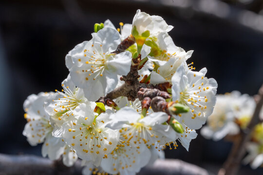 Fleur blanche de Prunus en gros plan, avec &eacute;tamines jaunes et d&eacute;tails macros, en pleine floraison printani&egrave;re sur branche d&rsquo;arbre fruitier, fond flou naturel, lumi&egrave;re douce, profondeur de champ r&eacute;duit