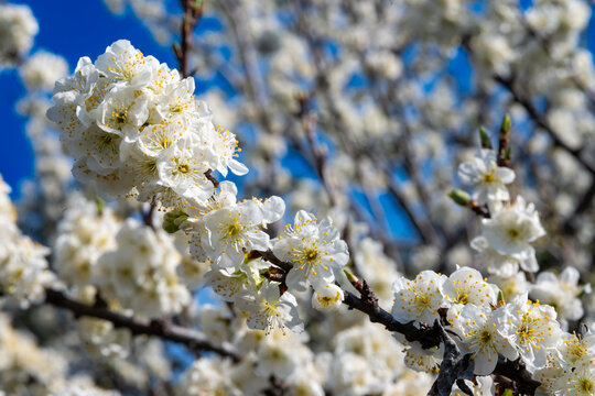 Fleur blanche de Prunus en gros plan, avec &eacute;tamines jaunes et d&eacute;tails macros, en pleine floraison printani&egrave;re sur branche d&rsquo;arbre fruitier, fond flou naturel, lumi&egrave;re douce, profondeur de champ r&eacute;duit
