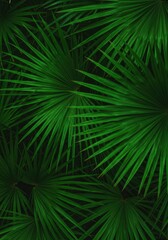 Obraz premium Vibrant natural tropical background featuring lush overlapping green palm tree leaves creating a dense jungle canopy texture, jungle, serene, botanical