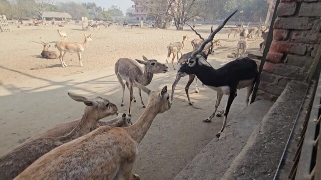 Blackbuck Antelopes (Antilope cervicapra) Feeding in Wildlife Park Enclosure, Male Blackbuck with Spiral Horns, Indian Antelope, Conservation