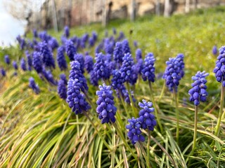 Obraz premium Purple Spring Flowers in Bloom