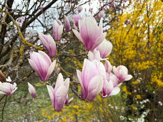 Obraz premium Magnolia Flowers in Full Blossom