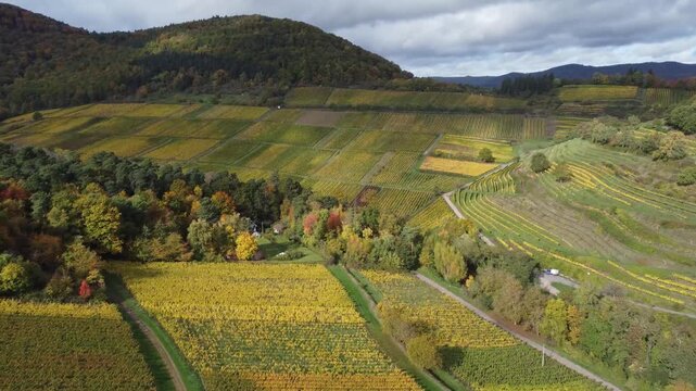 H&uuml;gelland und Rebst&ouml;cke &ndash; Pfalz im Herbstlicht