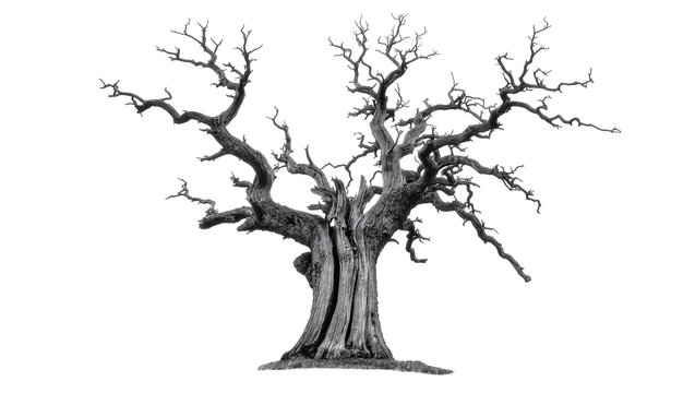 Isolated ancient dead tree with intricate gnarled bare branches, strong dark texture and detail